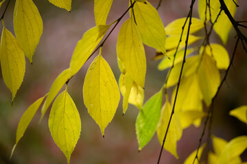 Vibrant leaves in Autumn Season on trees and carpeting the ground