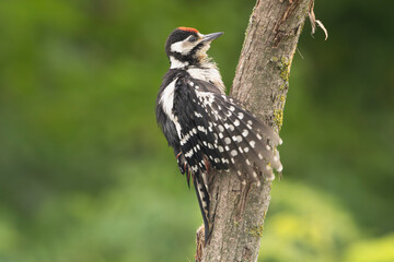 Great spotted woodpecker - Dendrocopos major perched with spread wing at green background. Photo from Ognyanovo in Dobruja, Bulgaria.	