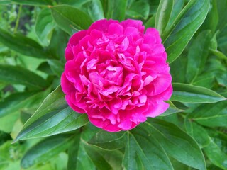 Pink peony. Beautiful flowers in the garden. - 628523777