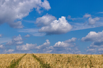 white clouds over the field of torment, białe obłoki nad polem jęczmienia © Piotr