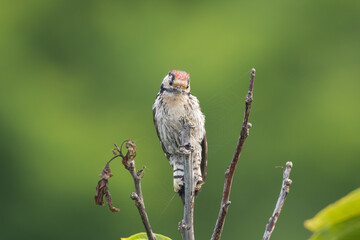 Lesser spotted woodpecker - Dryobates minor perched at green background. Photo from Ognyanovo in...