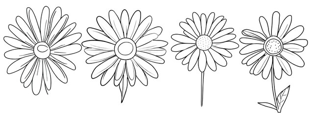Daisy,in hand drawn style
