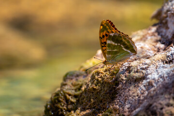 Silver-washed fritillary isolated on river stone. Argynnis paphia.