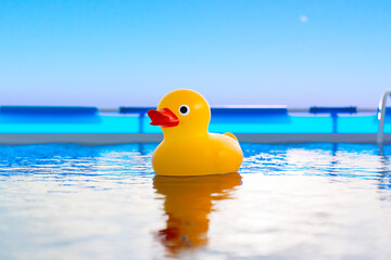 A cute yellow rubber duck floats in a blue swimming pool on a sunny day.