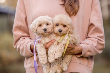 Adorable Maltese and Poodle mix Puppy or Maltipoo dog in woman`s hand. Autumn Fall season