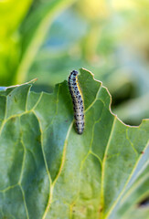 One pest caterpillar on the leaves of white cabbage in the vegetable garden in summer