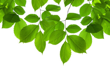 Green leaves on white background