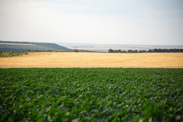 agricultural fields of sunflowers and wheat