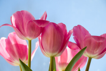 Tulips 