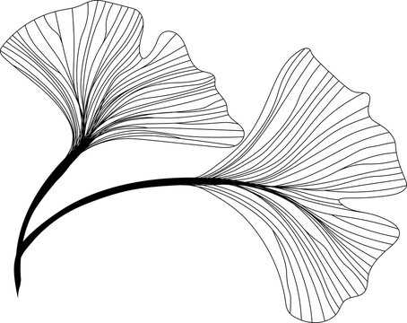 two leaves of ginkgo biloba linear drawing sketch, contour ginkgo line art