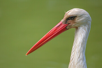 Portrait de cigogne
