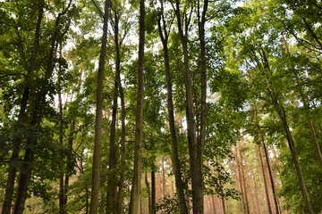 Obraz premium Trees in the Forest