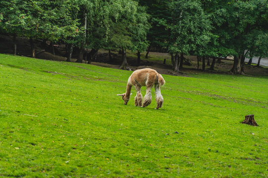 Alpaca in the clearing eating grass.