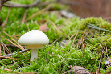 Little white mushroom in the moss