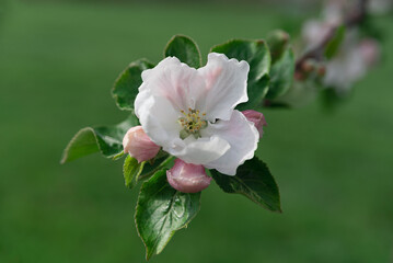 Apple blossom close-up against green grass