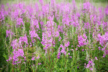 Field of ivan tea. Ivan tea in nature. A field of ivan tea on a sunny day in nature.