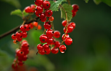 Close up of branch ripe red currant with water drops on background of green summer garden. Macro shot of berry with dew drops. Harvest