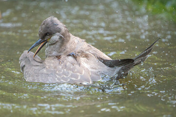Sterne Incas au bain