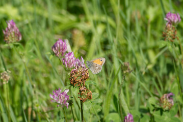 Small Heath (Coenonympha pamphilus) butterfly sitting on a pink flower in Zurich, Switzerland