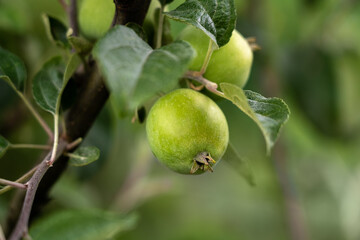 Close up of branch ripening green apple with in summer garden. Harvest, crop