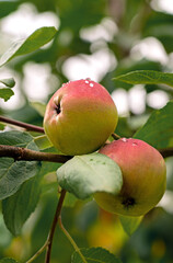 Close up of branch ripe red apple with water drops in green summer garden. Harvest, crop