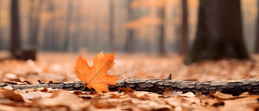 Une feuille au pied d'un arbre en automne