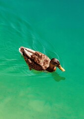Duck swims on green water.