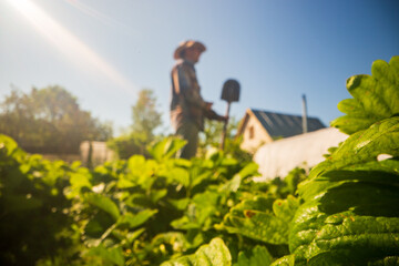 Farmer in the garden in the farm among plants and beds. Gardening concept. Agricultural seasonal work on the plantation