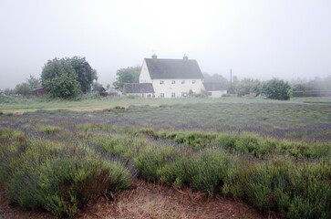 Fototapeta na wymiar mist in the lavender field