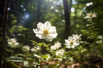 Obraz premium white flowers in the forest