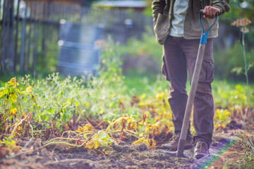 The farmer stands with a shovel in the garden. Preparing the soil for planting vegetables. Gardening concept. Agricultural work on the plantation