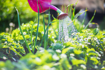 Watering vegetable plants on a plantation in the summer heat with a watering can. Gardening concept. Agriculture plants growing in bed row © shaploff