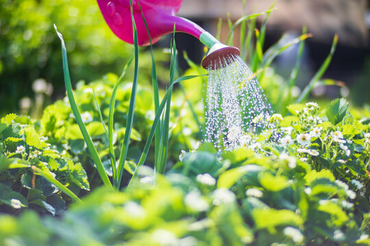 Watering vegetable plants on a plantation in the summer heat with a watering can. Gardening concept. Agriculture plants growing in bed row