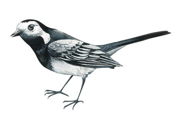 wagtail isolated on white background., watercolor realistic bird illustration