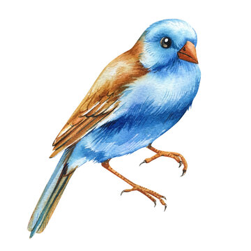 recommend clip art: Blue Birds isolated on white background, blue-headed astrild, Hand painting watercolor bird