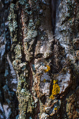 Relief texture of tree old bark close-up in the forest. Natural beautiful abstract wood pattern surface for wallpapers and backgrounds