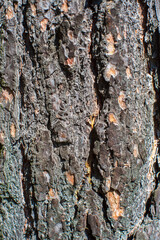 Relief texture of tree old bark close-up in the forest. Natural beautiful abstract wood pattern surface for wallpapers and backgrounds