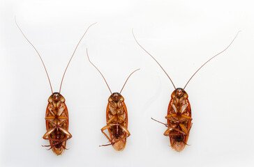Close up Cockroaches isolated on white background.