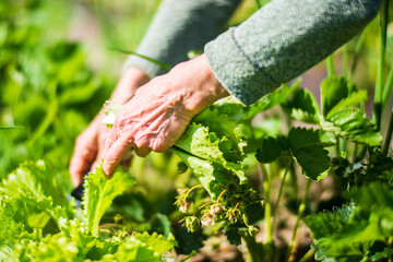 Farmer's hands harvest crops in the garden farm. Plantation work. Autumn harvest and healthy organic food concept close up with selective focus