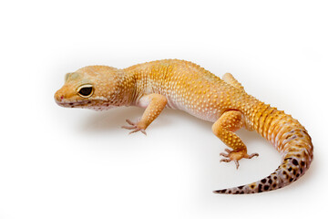 Leopard Gecko on white background.Leopard gecko lizard, close up macro