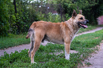 an adult lonely dog is standing on a country road.