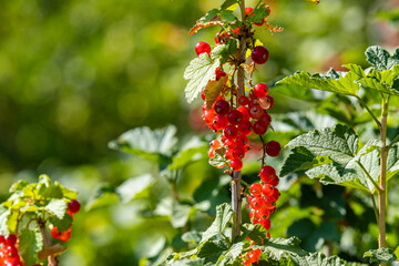 Red currant on the branches of a bush