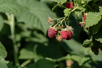 Ripe raspberries on the branches of a bush.