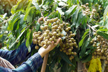 Longan farmers hold longan fruit on the tree to see its growth. So that it can be properly...