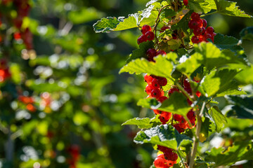 Red currant on the branches of a bush