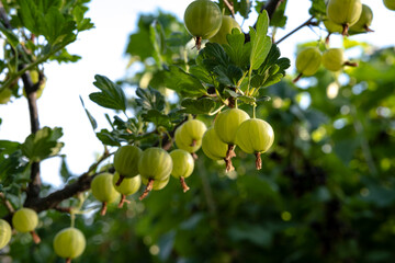 Green ripe gooseberries on the branches of a bush in the garden.