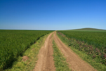Fototapeta na wymiar Dirt road among fields, Taman Peninsula, Russia.