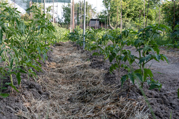 Young tomato bushes in the garden.