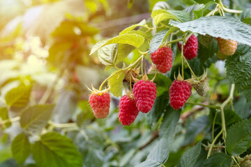Red ripe raspberry berry on the branches of a bush. A beautiful ripe berry.
