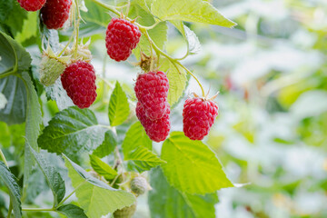 Red ripe raspberry berry on the branches of a bush. A beautiful ripe berry.